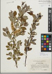 Foto von Salix myrsinifolia Salisb. x Salix phylicifolia L.
